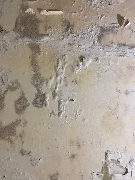 Best Residential Mold Remediation in Clarksville, TN
